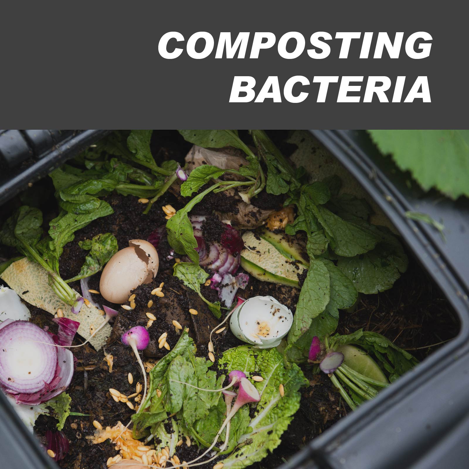 Soil Composting Bacteria